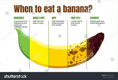 When Eat Banana Banana Ripeness Table Stock Vector (Royalty Free ...