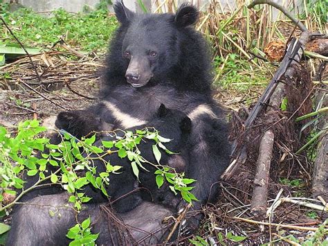 Ursus thibetanus formosanus - Wikipedia, la enciclopedia libre | Oso negro, Oso negro americano ...