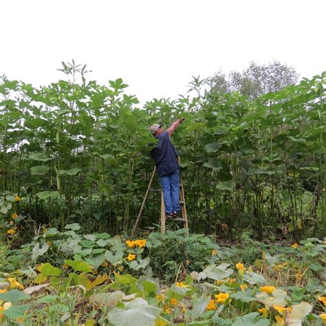 25 World's Tallest Tree Okra Seeds-1309 | Etsy