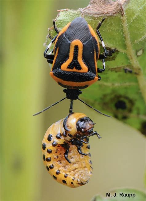 Bugs in orange and black, predator and prey: Two-spotted stink bug, Perillus bioculatus , and ...