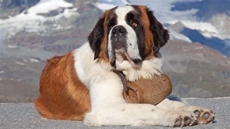 These Are the Most Popular Giant Dog Breeds in America – Page 6 – 24/7 Wall St.