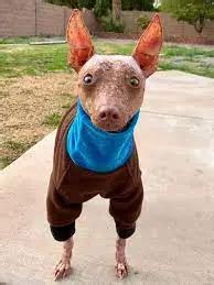 The Best Xoloitzcuintli Rescues for Adoption in the U.S.! (2024 ...