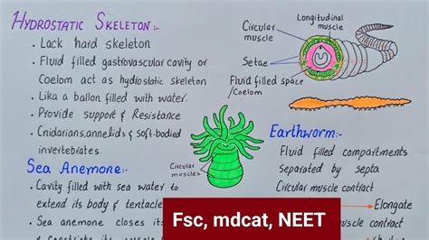 Hydrostatic skeleton class 12 | hydrostatic skeleton in invertebrates ...