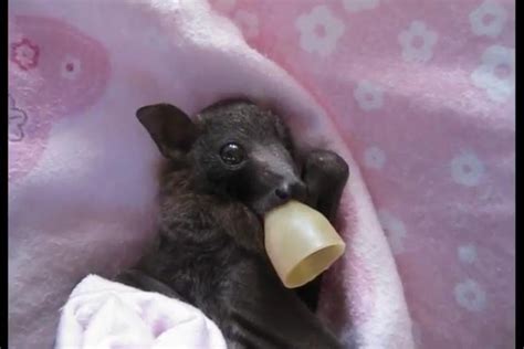 Watch: Baby bat snuggles in blankets and sucks on pacifier - UPI.com