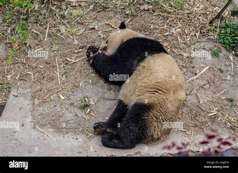 Giant panda, ChengDu panda Base, Sichuan , China Stock Photo - Alamy