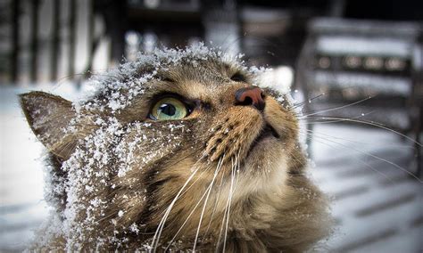 Snow Cat Photograph by Shane Holsclaw