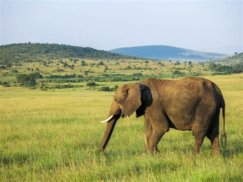 Elephant in Maasai Mara, Kenya Stock Image - Image of gazelle, ethnic: 92110813