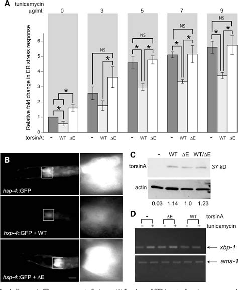 Figure 1 from The early-onset torsion dystonia-associated protein ...