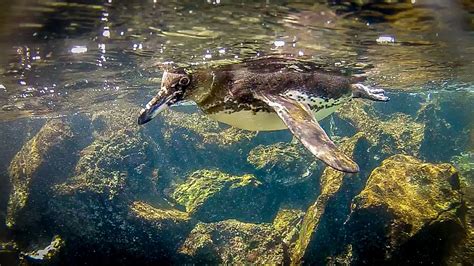 Secrets to Swimming With Galapagos Penguins | Galapagos penguin, Galapagos, Global travel