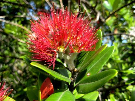 Pohutukawa tree flowers on Rangitoto Island | New zealand, The ...