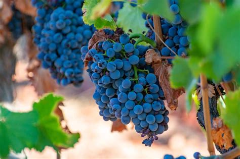 Graceful Garnacha: A grape with many facets - WineMakerMag.com