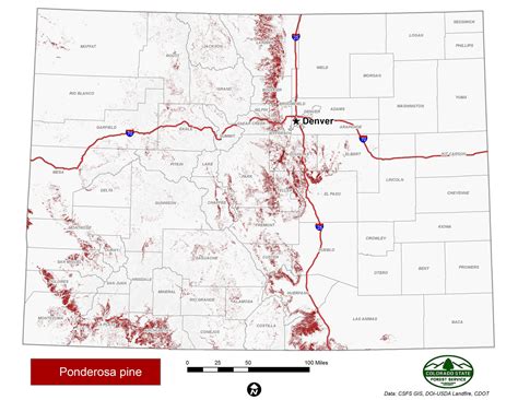 Ponderosa Pine | Colorado State Forest Service | Colorado State University