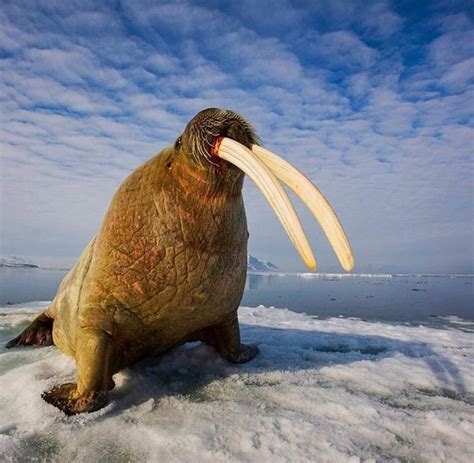 🔥 A closeup of Walrus tusks 🔥 : r/NatureIsFuckingLit