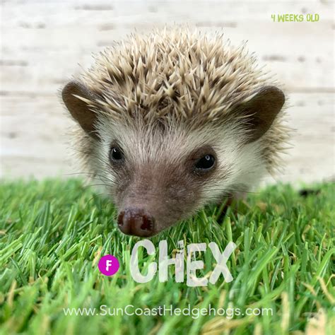 Chex - Cinnamon - Cinnamon - Available Hedgehogs for Sale - Sun Coast Hedgehogs - Jacksonville ...