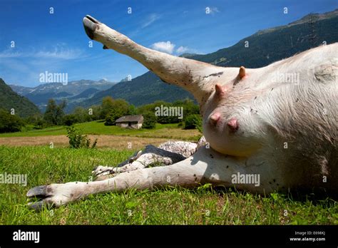 Dead cow with rigor mortis, Grumo, Switzerland Stock Photo: 72733798 - Alamy