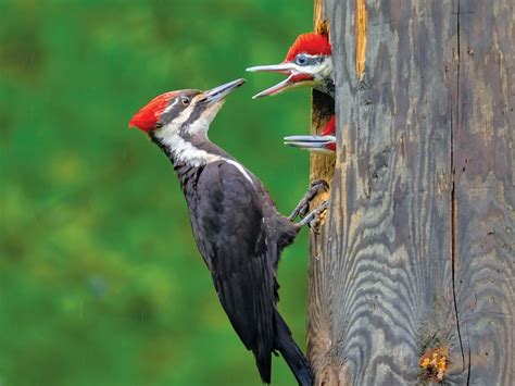 Pileated Woodpecker Facts For Bird Watchers | Our Canada