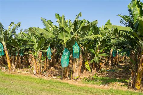 Banana Plantation, Paphos
