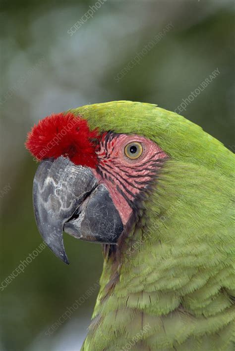 Military macaw - Stock Image - Z860/0036 - Science Photo Library