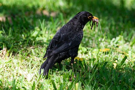 Common Blackbird - Wildlife Den - South African And Australian Wildlife Photography