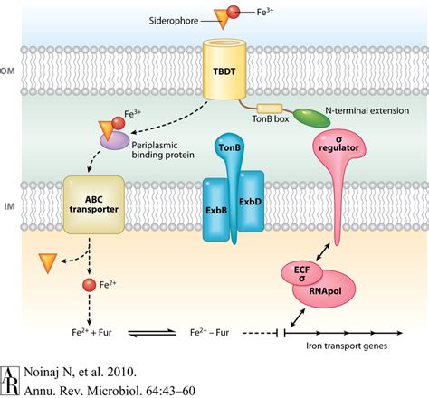 Transport and regulation of siderophores. Transport of ferric ...