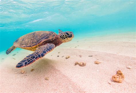 Best Snorkeling with Turtles on Oahu - Island + Alpine