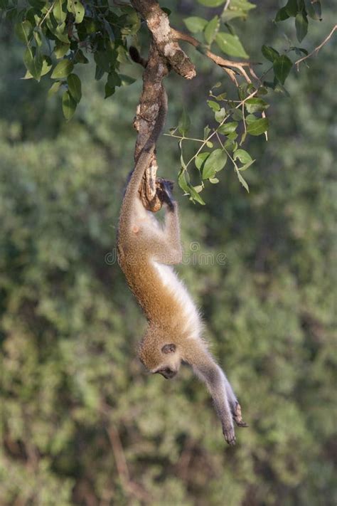 Vervet Monkey Doing Gymnastics. Stock Image - Image of kenya, africa: 14303941