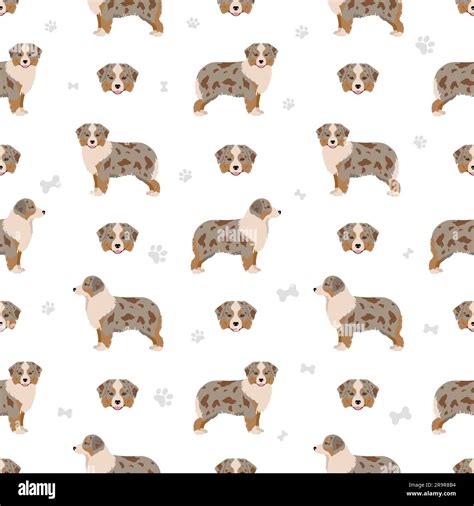 Miniature american shepherd seamless pattern. Different poses, coat colors set. Vector ...