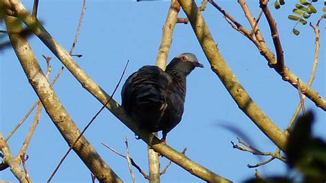 White-crowned Pigeon | MarkEisingBirding