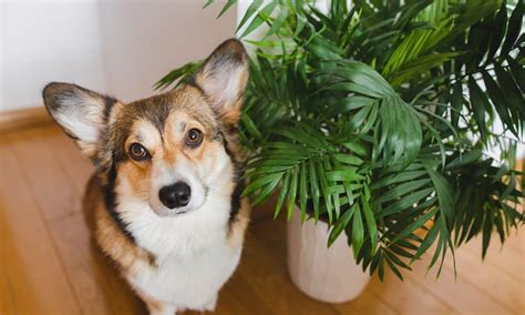 Is Your Yard Safe for Your Dog? Watch Out for These Common Toxic Plants