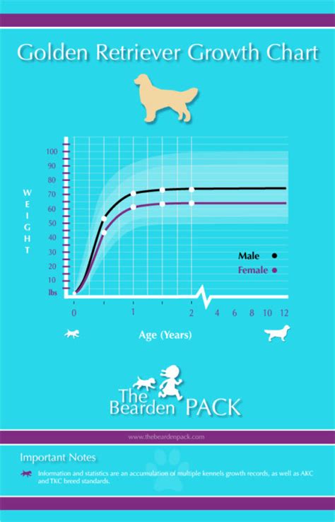 Golden Retriever Growth Chart - The Bearden Pack The Bearden Pack