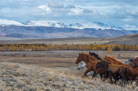 Altai Mountains, Nature, Landscape, Animals, Horse