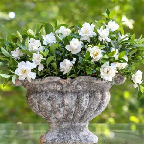 Jubilation Gardenia | Fragrant White Blooms — PlantingTree.com