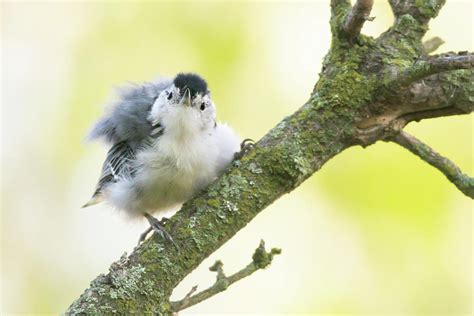 Baby White-Breasted Nuthatch 2022 01 Photograph by Judy Tomlinson | Pixels