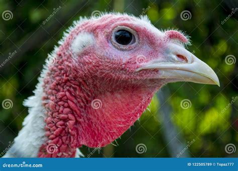 Turkey close-up head stock image. Image of animal, portrait - 122505789