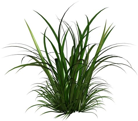 Download Transparent Tall Grass Texture, HD Png Download - vhv