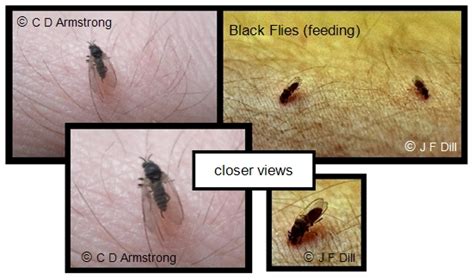 Black Flies - Home and Garden IPM from Cooperative Extension ...