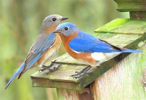 Identification of the Female Eastern Bluebird - Avian Report