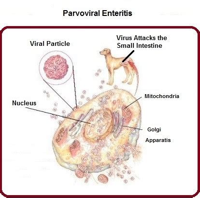 Parvovirus in Dogs | Symptoms & Treatments | Dr. Bill's Pet Nutrition