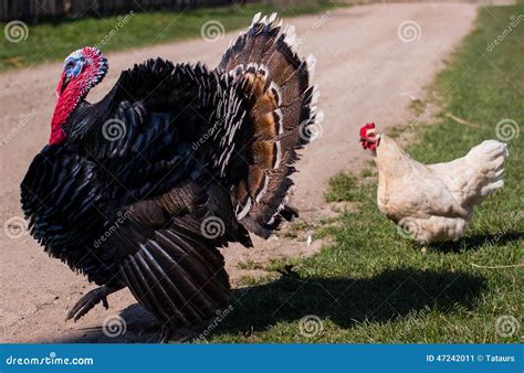 Turkey and chicken stock image. Image of cumulus, showing - 47242011