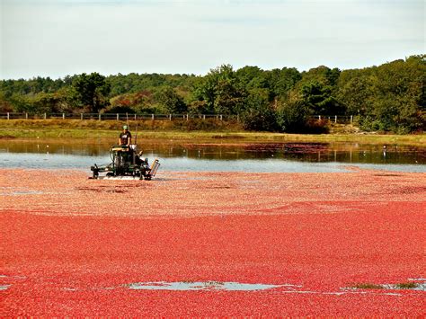 Harwich Cranberry Harvest Lobster Feast, Cape Cod Massachusetts, Harwich, New England, Nature ...