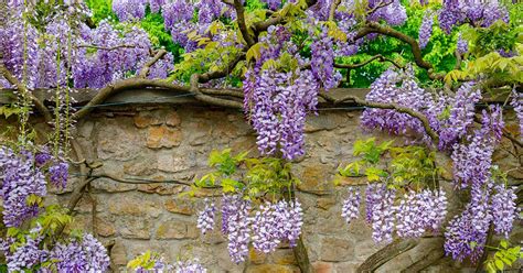 How to Grow and Care for Wisteria | Gardener’s Path