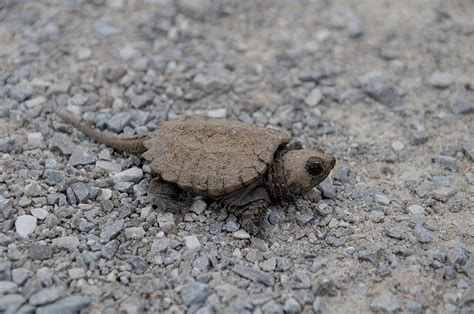 Common Snapping Turtle hatchlings on the Nokiidaa Trail