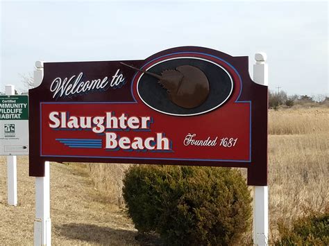 Slaughter Beach in Delaware, horseshoe crabs sanctuary