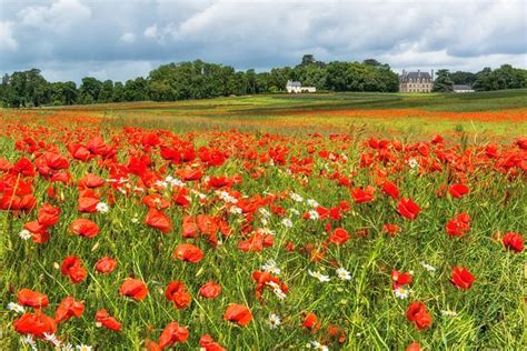 A field of poppies, France | Poppy field, Poppies, France