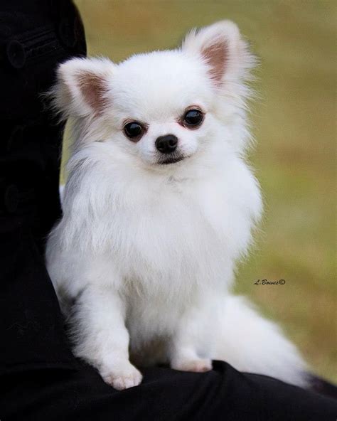 11 best Chihuahua pictures images on Pinterest | Long haired chihuahua ...