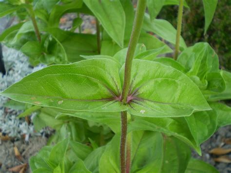 Zinnia elegans (Common Zinnia, Zinnia) | North Carolina Extension ...