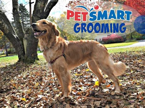 PetSmart Grooming Review - Looking Sharp, Feeling Good!