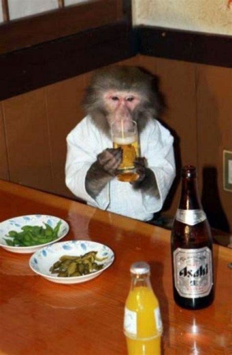 You Got Wasted: College Fails (30 Photos) - Favogram | Japanese monkey, Drinking beer, Animals