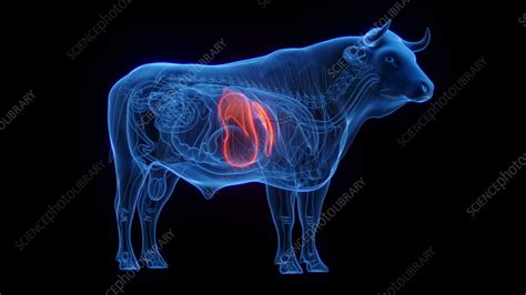 Cow's liver, illustration - Stock Image - F038/4089 - Science Photo Library