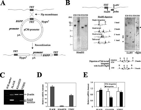 Integration of a transgene in a defined genomic location by homologous ...